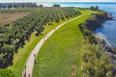 Trčite živopisnim ulicama Novigrada, uz more, pored maslinika i vinograda